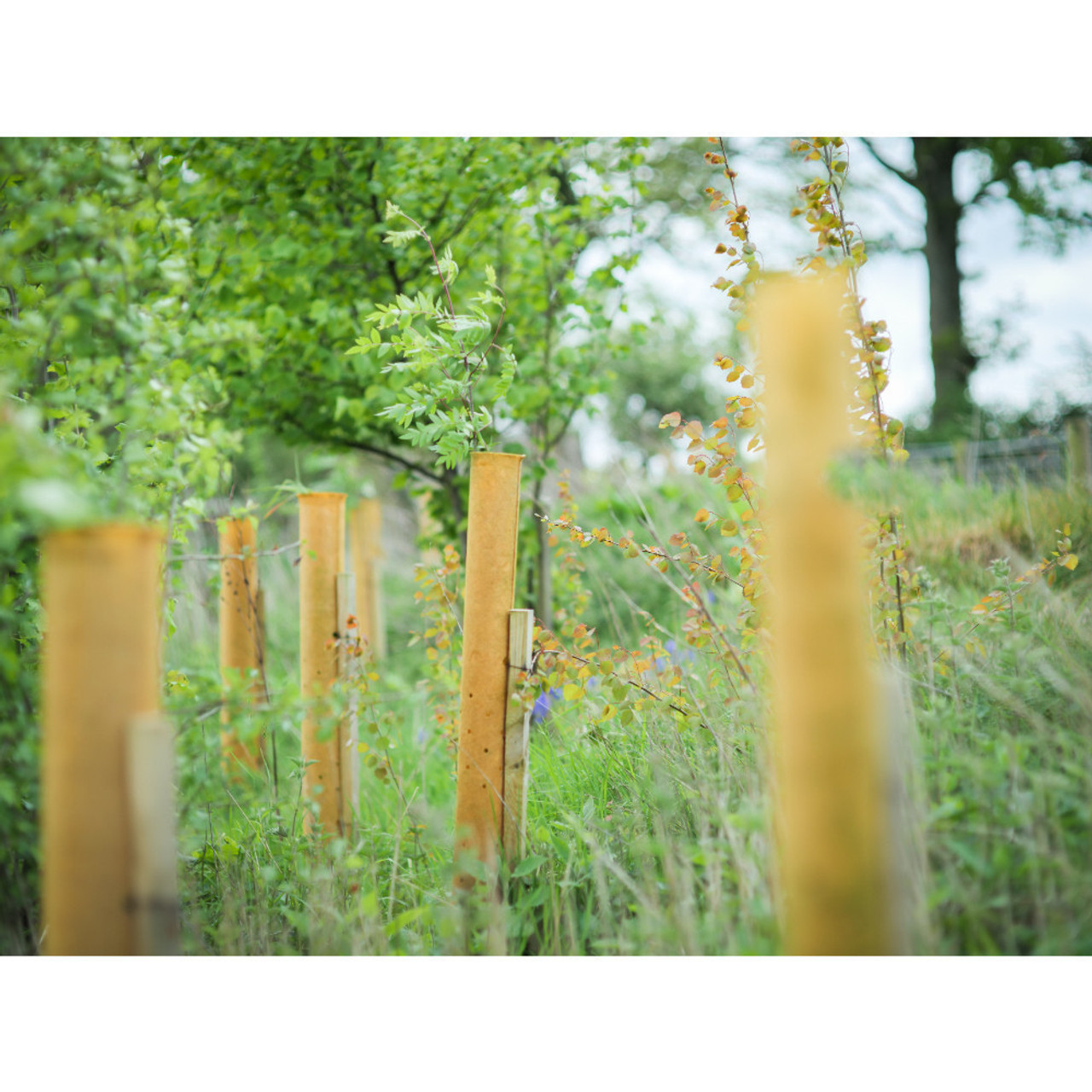 How to install a tree stake and shelter