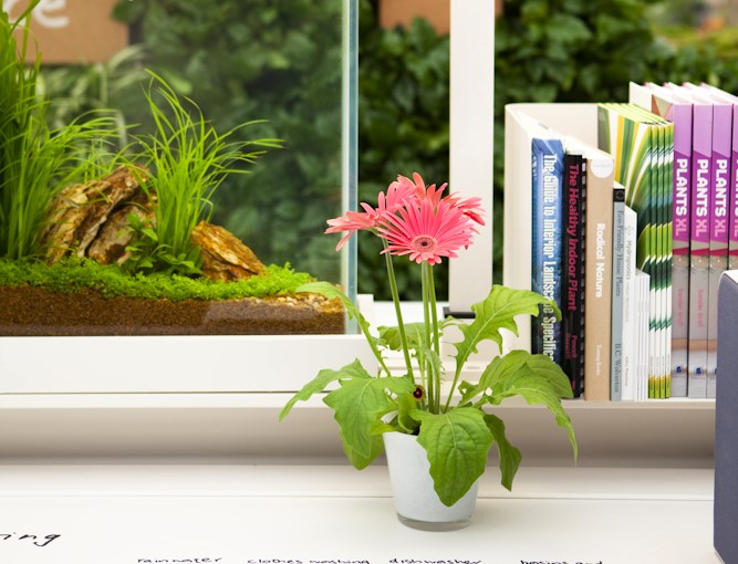 House plants indoors